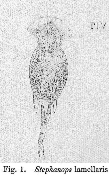 Squatinella lamellaris Squatinella lamellaris