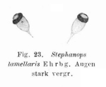 Squatinella lamellaris