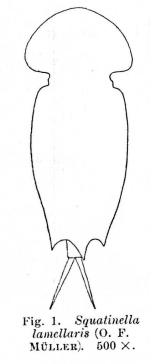 Squatinella lamellaris