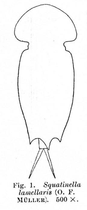Squatinella lamellaris