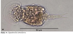 Squatinella lamellaris