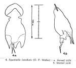 Squatinella lamellaris