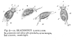 Squatinella lamellaris