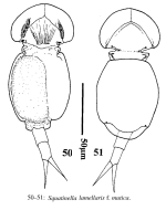 Squatinella lamellaris f. mutica