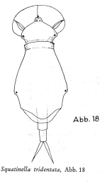 Squatinella lamellaris f. mutica