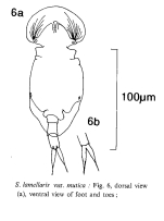 Squatinella lamellaris f. mutica