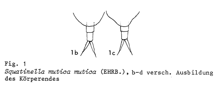Squatinella lamellaris f. mutica