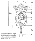 Squatinella lamellaris f. mutica