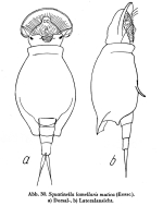 Squatinella lamellaris f. mutica