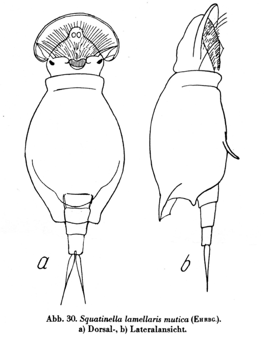 Squatinella lamellaris f. mutica