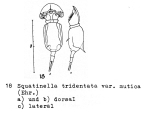 Squatinella lamellaris f. mutica