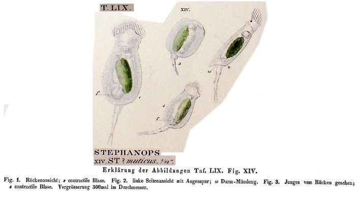 Squatinella lamellaris f. mutica