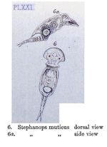 Squatinella lamellaris f. mutica