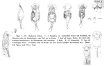 Squatinella lamellaris f. mutica