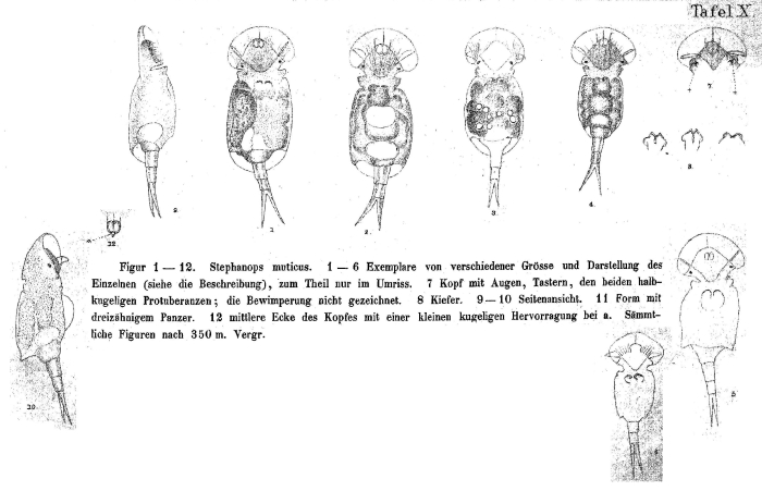 Squatinella lamellaris f. mutica