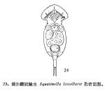Squatinella lamellaris f. mutica