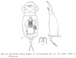 Squatinella lamellaris f. mutica