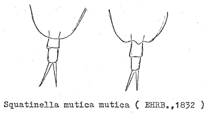 Squatinella lamellaris f. mutica