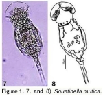 Squatinella lamellaris f. mutica