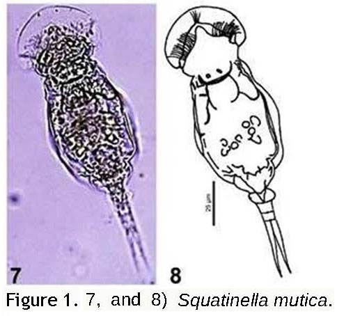 Squatinella lamellaris f. mutica