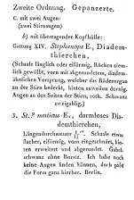 Squatinella lamellaris f. mutica - Original description image