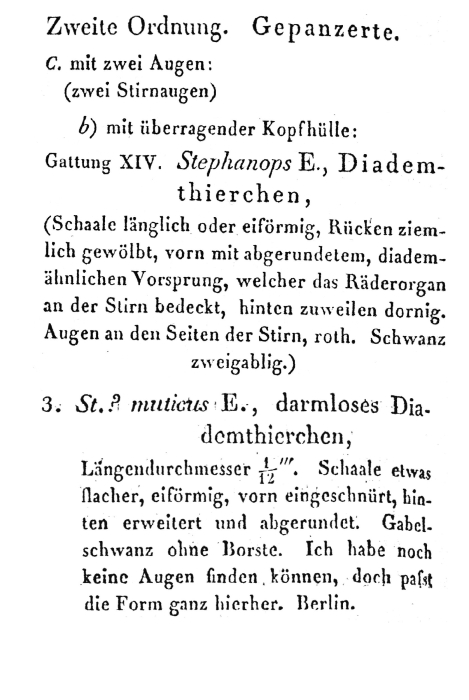 Squatinella lamellaris f. mutica - Original description image