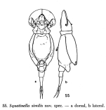 Squatinella lamellaris f. similis - Original description image