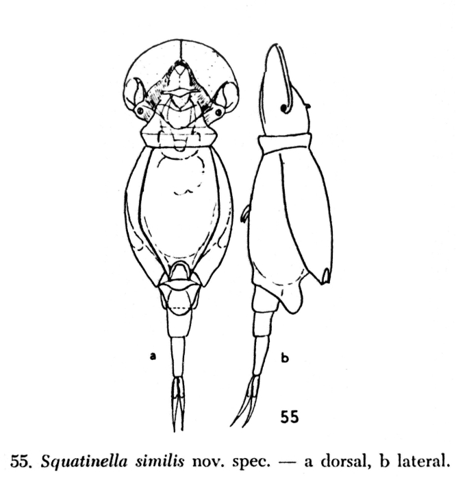 Squatinella lamellaris f. similis - Original description image