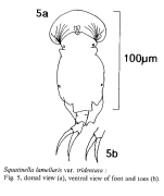 Squatinella lamellaris f. tridentata