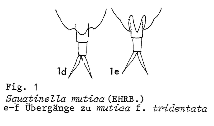 Squatinella lamellaris f. tridentata Squatinella lamellaris f. tridentata