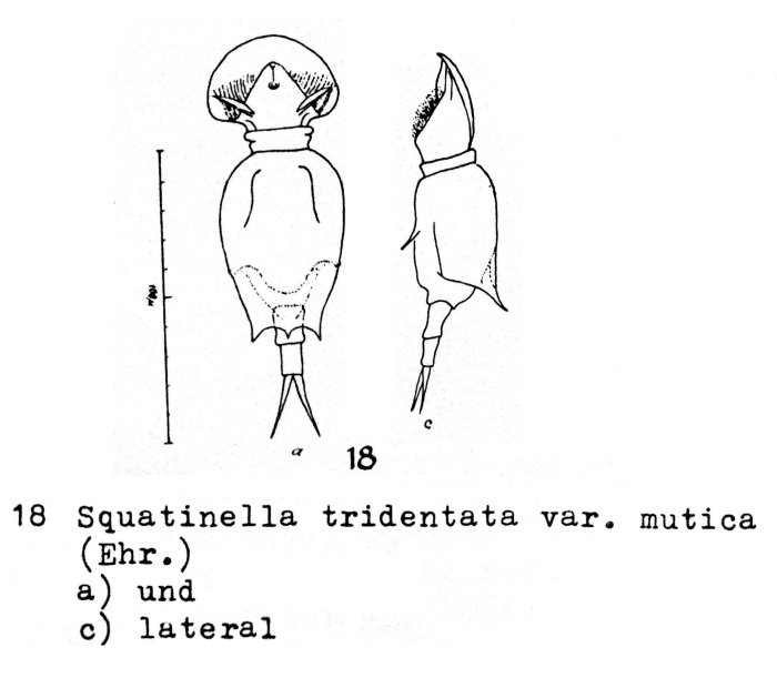 Squatinella lamellaris f. tridentata Squatinella lamellaris f. tridentata