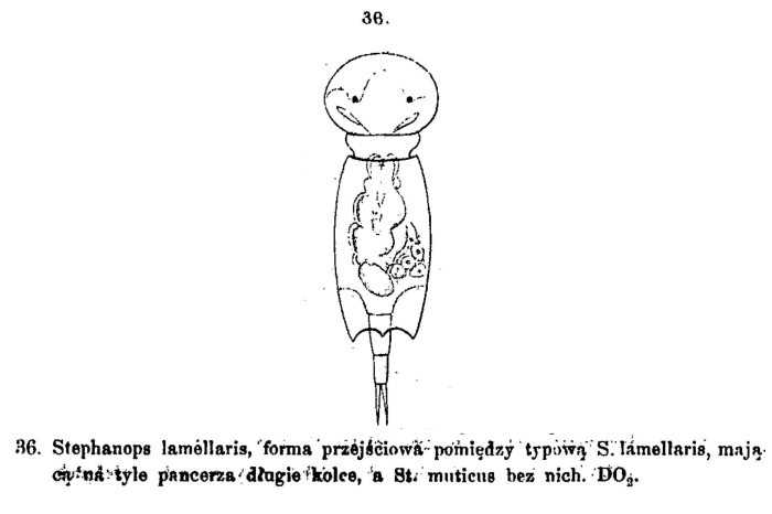 Squatinella lamellaris f. tridentata Squatinella lamellaris f. tridentata