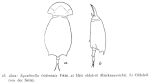 Squatinella lamellaris f. tridentata