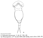 Squatinella lamellaris f. tridentata