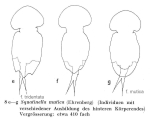 Squatinella lamellaris f. tridentata