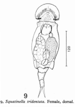 Squatinella lamellaris f. tridentata