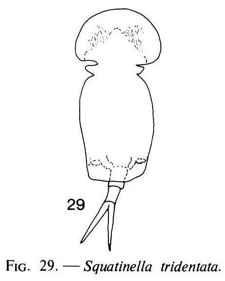 Squatinella lamellaris f. tridentata Squatinella lamellaris f. tridentata
