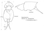 Squatinella lamellaris f. tridentata