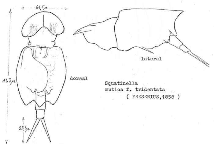 Squatinella lamellaris f. tridentata Squatinella lamellaris f. tridentata
