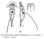 Squatinella leydigii