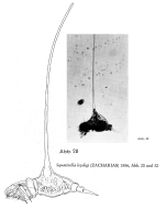 Squatinella leydigii