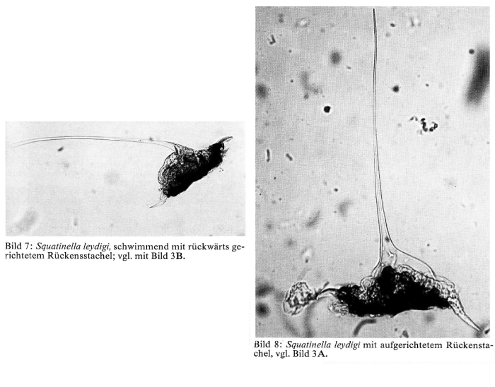 Squatinella leydigii Squatinella leydigii