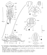 Squatinella leydigii