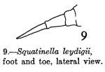 Squatinella leydigii