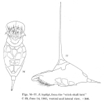 Squatinella leydigii