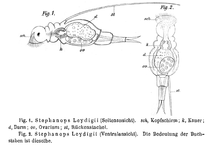 Squatinella leydigii - Original description image