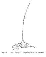 Squatinella leydigii f. longiseta