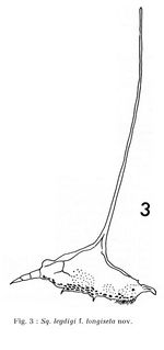 Squatinella leydigii f. longiseta - Original description image