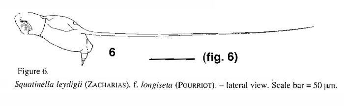 Squatinella longipila Squatinella longipila