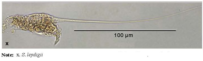 Squatinella longipila Squatinella longipila